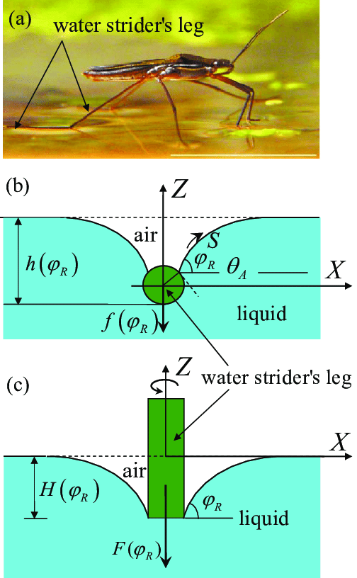 Color-online-Illustration-of-water-striders-leg-pressing-on-the-water-surface-a-The