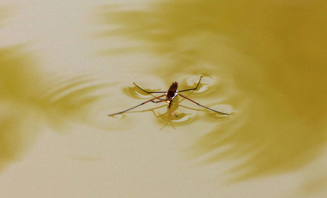 how-can-water-striders-walk-on-water-660x400-31949823